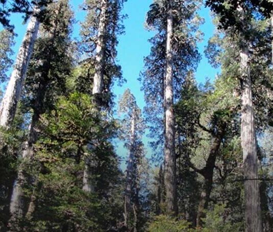 Los milenarios bosques de alerce: reservorios gigantes de carbono para mitigar el cambio climático (Diario UACh)