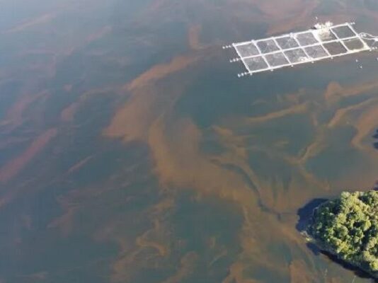 Detectan nueva floración nociva en los fiordos de la Patagonia (El Mostrador)