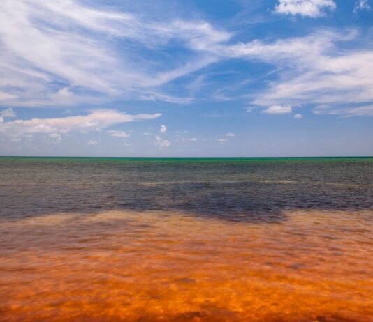 Detectan nueva floración nociva en los fiordos de la Patagonia (Radio Festival)