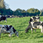 Vacas metano. Fuente: Diario Financiero
