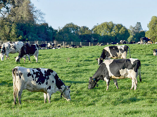 Metano, el “otro” gas de efecto invernadero responsable del cambio climático (Diario Financiero)