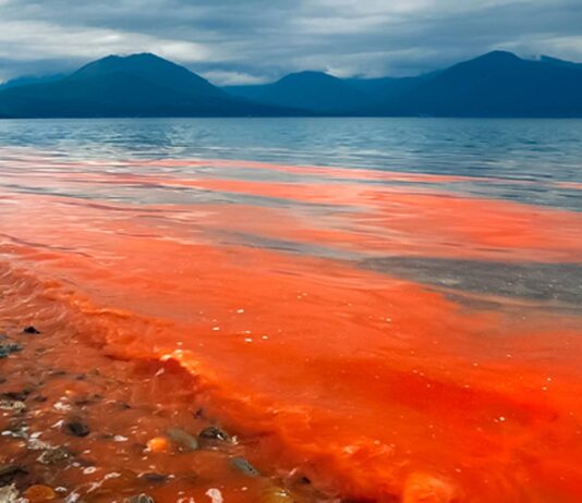 Marea roja: El peligro de un evento que será cada vez más común en Chile (Radio Duna)