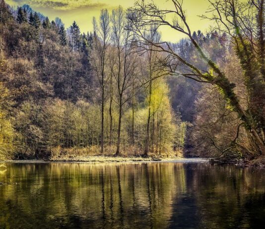 Hidrología forestal: chilenos publican inédito estudio sobre esta desconocida área científica (La Tercera)