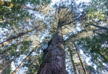 Revista Science: carretera en el sur de Chile viola tratado de Biodiversidad (COP15) | (El Mostrador)