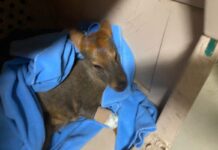 Animales intoxicados por el humo y con quemaduras: los otros afectados por los incendios de Chile (Mongabay Latam) Centro de Rehabilitación Fauna Silvestre de la Universidad de Concepción.