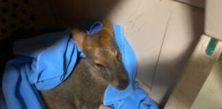 Centro de Rehabilitación Fauna Silvestre de la Universidad de Concepción.