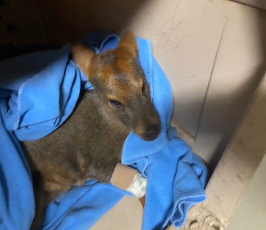 Animales intoxicados por el humo y con quemaduras: los otros afectados por los incendios de Chile (Mongabay Latam) Centro de Rehabilitación Fauna Silvestre de la Universidad de Concepción.