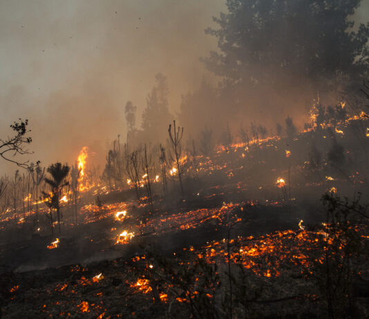 Devastating blazes prompt Chile to confront fire risk (EcoAméricas)