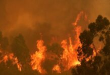 Incendios en Chile: “La política pública no ha sido capaz de avanzar a la velocidad de los hechos” | ENTREVISTA (Mongabay Latam) Imagen de Agencia UNO