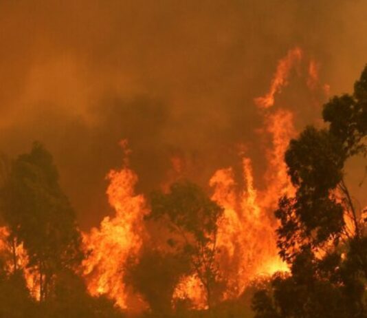 Incendios en Chile: “La política pública no ha sido capaz de avanzar a la velocidad de los hechos” | ENTREVISTA (Mongabay Latam) Imagen de Agencia UNO