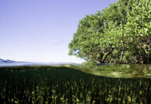 Not all mangroves are equal (Mangrove Alliance)