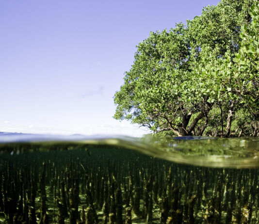 Not all mangroves are equal (Mangrove Alliance)