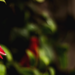 Los 23 reglamentos de los cuales depende la implementación de la Ley Marco de Cambio Climático