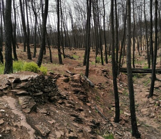 Red internacional busca comprender mejor la respuesta de los bosques ante la sequía y el fuego (Diario UACh)