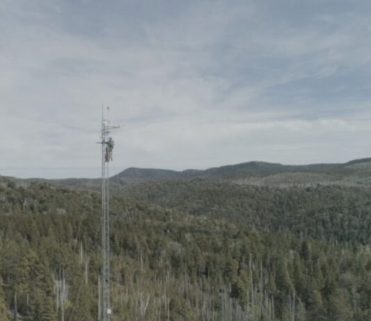 Bajo amenaza: el calor y la sequía debilitan el antiguo sumidero de carbono de los bosques de alerce (El Mostrador)