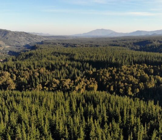 El impacto de plantaciones forestales en ecosistemas de Chile y la pérdida de bosque nativo (El Desconcierto)