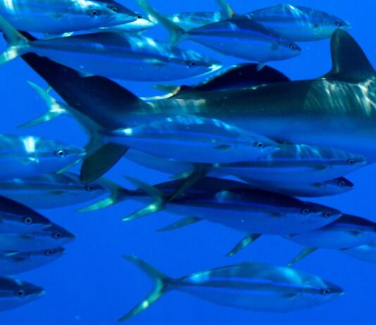 Diálogos Contemporáneos UdeC abordará la temática de los océanos en el Día del Patrimonio (TVU)