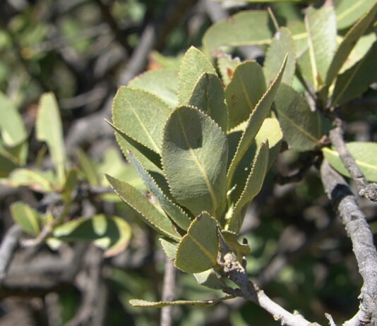 Estudio constata masiva pérdida de verdor en el bosque esclerófilo chileno debido a la megasequía (Prensa Uchile)