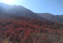 Constatan masiva pérdida de verdor en bosque esclerófilo a causa de la sequía (ANID)