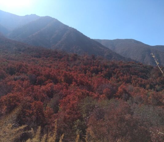 Constatan masiva pérdida de verdor en bosque esclerófilo a causa de la sequía (ANID)