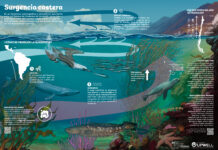 Pósteres interactivos UPWELL invitan a conocer más sobre la surgencia costera y los aspectos interdisciplinarios de su estudio (Núcleo Milenio Upwell)