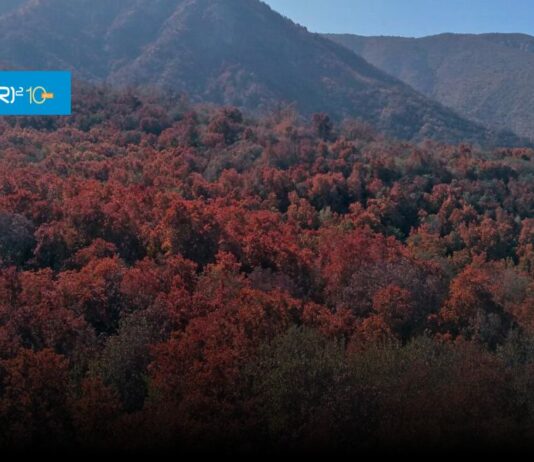 Reportaje CR2 | Constatan masiva pérdida de verdor en bosque esclerófilo chileno a causa de la sequía