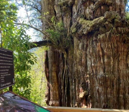 Un árbol que habita en el sur de Chile podría ser el más antiguo del mundo (MeteoRed)