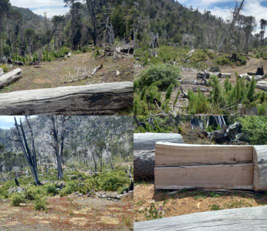 El grave impacto del «madereo de rescate» en bosques incendiados (Ciper)