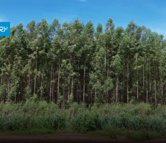 Análisis CR2 | El impacto de las plantaciones forestales en los ecosistemas de Chile