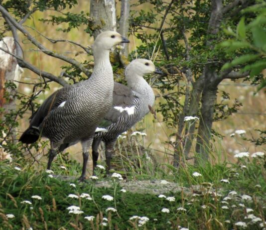 Conclusiones encuentro científico ciudadano de H2: “No es oponerse por oponerse. Están las razones científicas para decir, por lo menos, atentos a los magallánicos” (G5 Noticias)