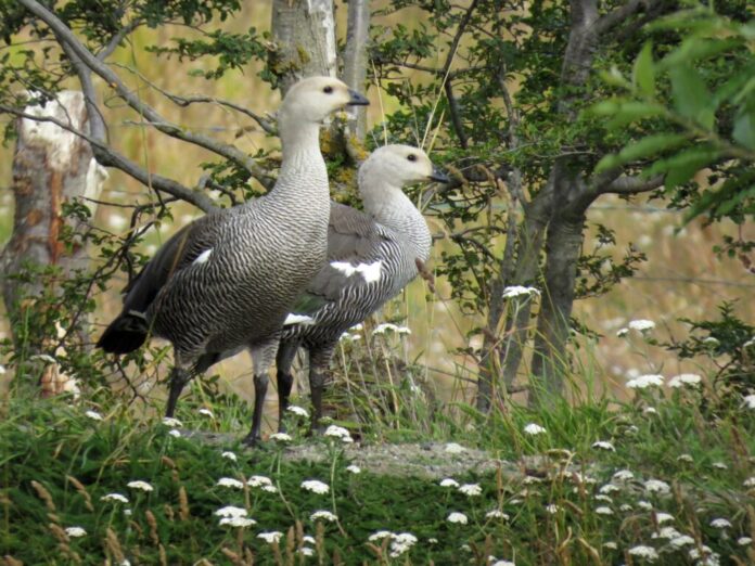 Caiquenes-Alejandra-Bahamondez-1024x768
