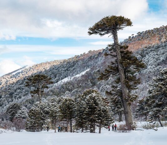 Chile | Araucaria: el árbol sagrado que es memoria viva y se resiste a desaparecer (Ladera Sur)