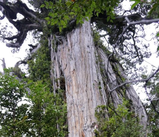 Dos de los tres alerces vivos más antiguos están en la Reserva Costera Valdiviana (La Razón)