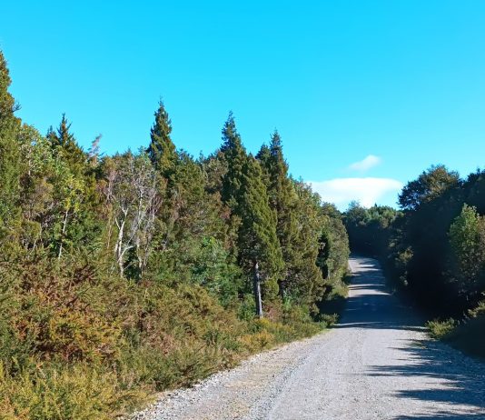 Nuevas amenazas contra los alerces (Ciper Chile)