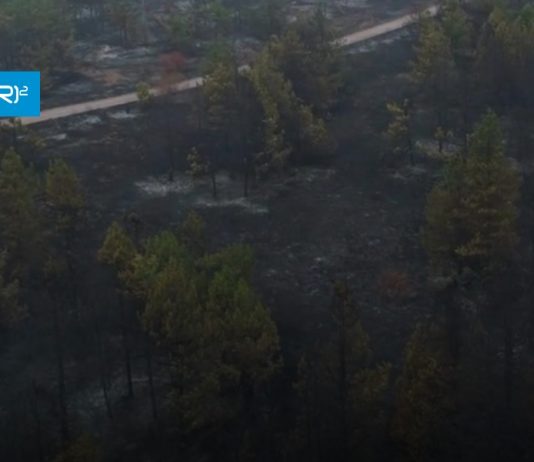Policy brief CR2 | ¿Qué está ocurriendo con los bosques nativos del centro sur de Chile luego de los megaincendios?