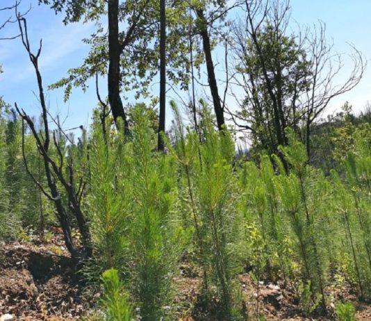 Invasión biológica de pinos se está comiendo el bosque nativo quemado en 2017 y no lo deja brotar (El Desconcierto)