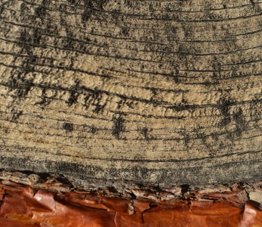 Chilenos revelan historia de la crisis climática escrita en anillos de árboles, corales y hielos (El Desconcierto)