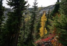 Investigación Uchile revela que acción humana acelera impacto del cambio climático en bosques del sur (Prensa Uchile)