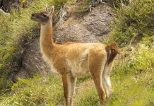 El guanaco: un jardinero natural para restaurar el amenazado bosque de Chile central (Prensa Uchile)