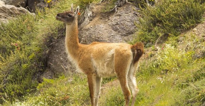 Guanaco