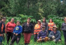 Recolectoras de Lebu logran recuperar amenazados pajonales de nalcas mientras generan ingresos (El Desconcierto)