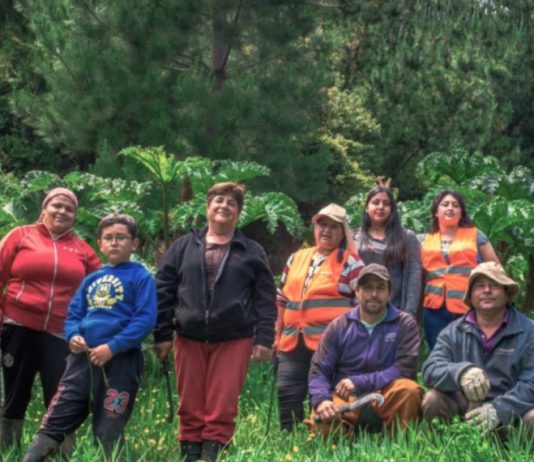 Recolectoras de Lebu logran recuperar amenazados pajonales de nalcas mientras generan ingresos (El Desconcierto)