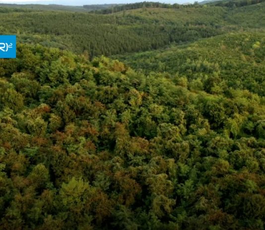 Análisis CR2 | La propuesta de avanzar hacia la carbono neutralidad utilizando plantaciones forestales debe ser evaluada en su mérito