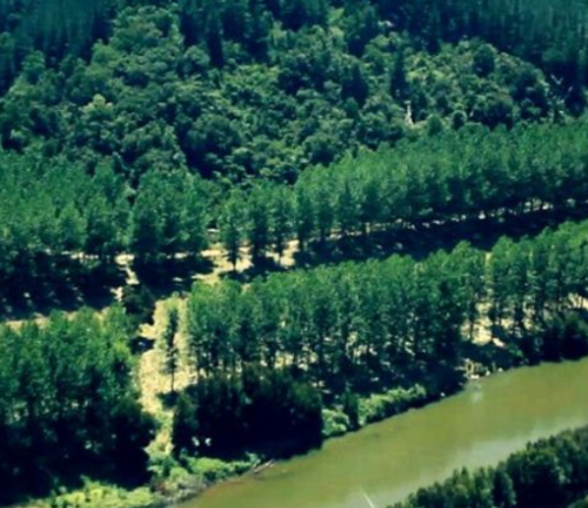 El trigo no crece entre los pinos (resumen.cl)