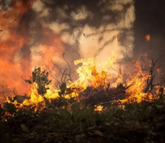 Opinión: Incendios y microbiomas del suelo (cienciaenchile.cl)