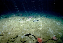 Picoplanktonic methane production in eutrophic surface waters