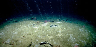 Picoplanktonic methane production in eutrophic surface waters