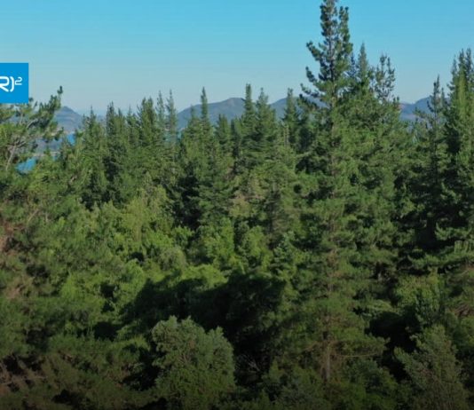 Análisis CR2 | Modelo de priorización para la restauración de ecosistemas forestales