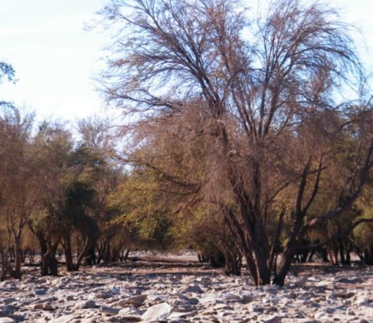 Minagri y Centro de Ciencia del Clima y la Resiliencia CR2 fortalecen colaboración para una agricultura más resiliente (Tourinnovación)