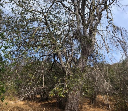 PUCV lidera diseño del primer inventario nacional de impactos del cambio climático (PUCV.cl)